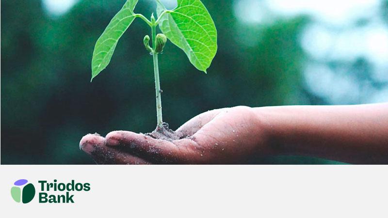 Hand holding a small plant growing from soil
